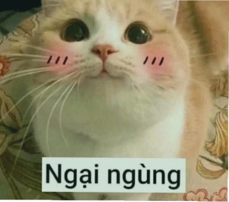 meme ngại thỏ