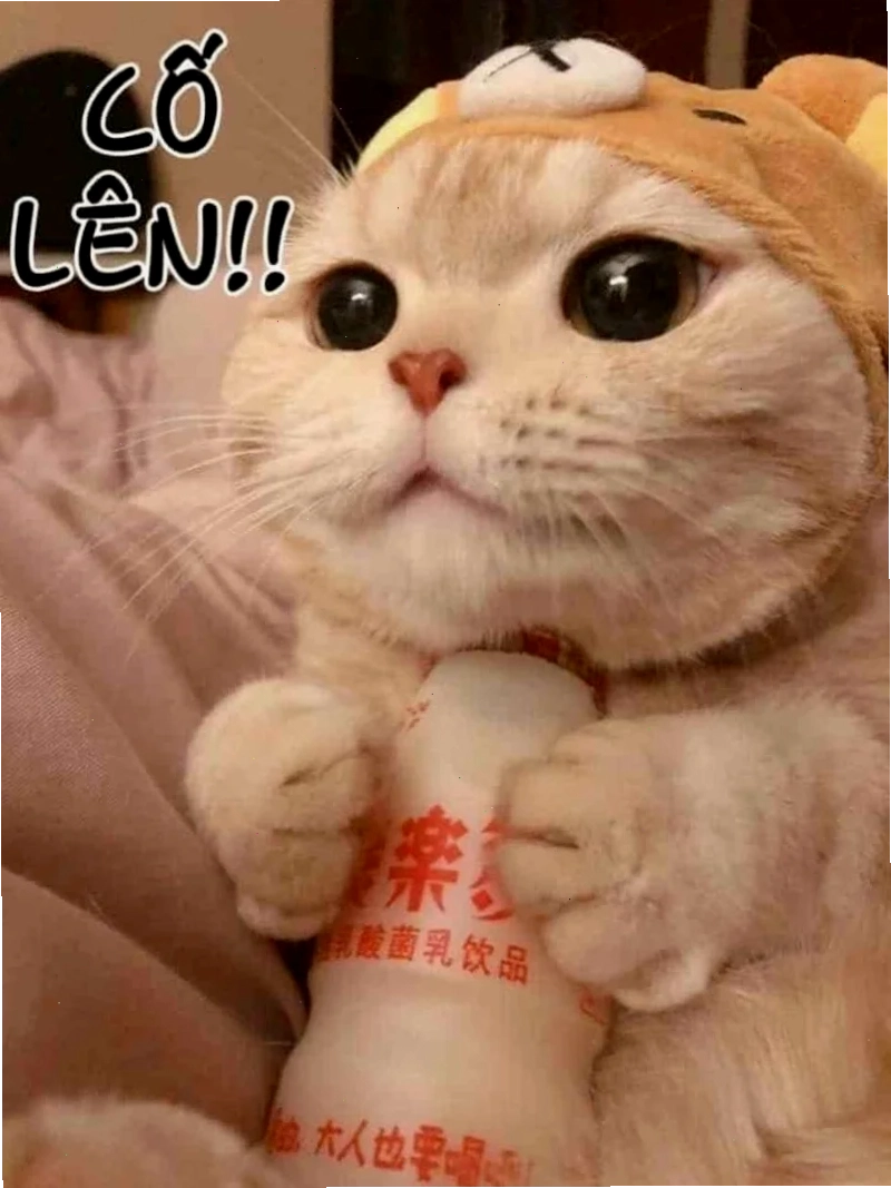 meme ôm động viên meme ôm động viên tình cảm
