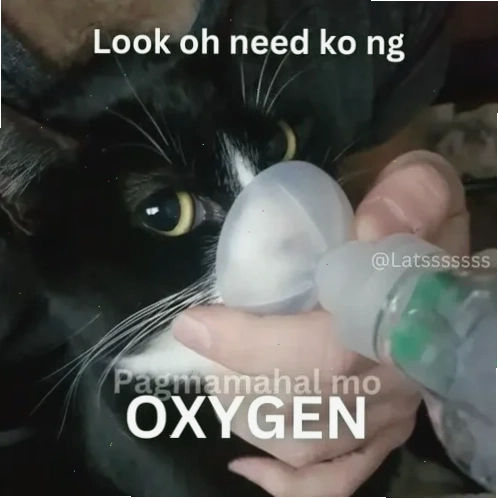gục bàn meme meme thở oxy gục tại bàn