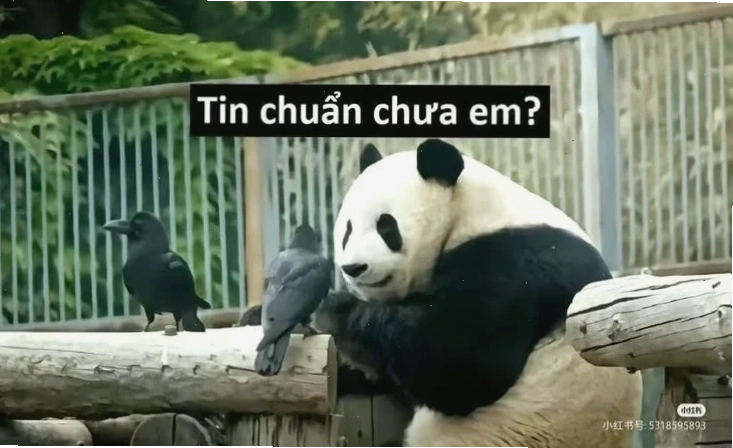sức hút meme tin chuẩn chưa anh meme tin chuẩn chưa anh lan tỏa trên facebook