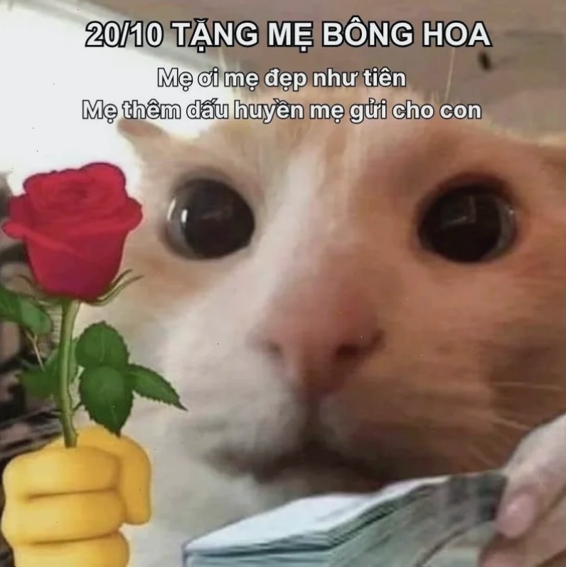 Meme tỏa sáng xinh đẹp tuyệt vời meme