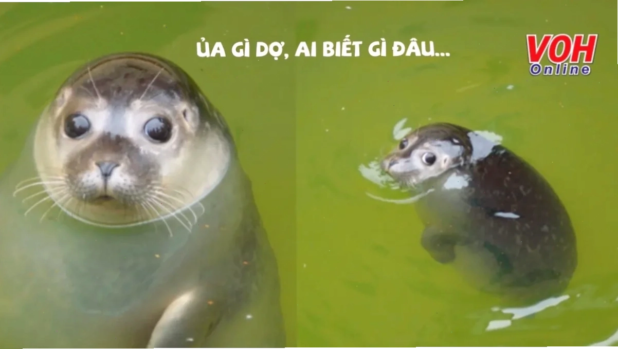 Meme ủa alo siêu cấp meme ủa alo
