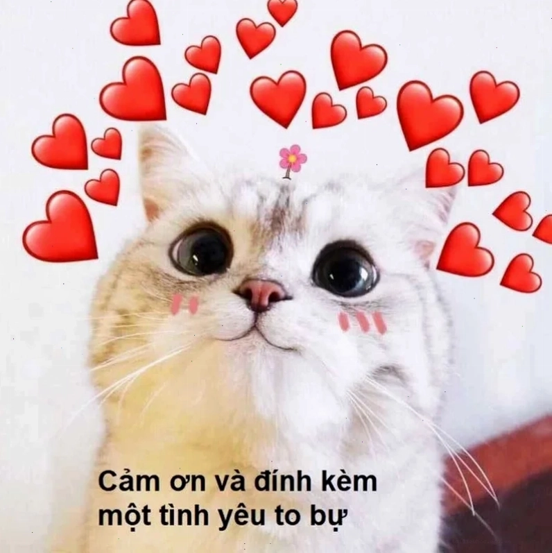 meme tin tưởng meme về tình yêu tin tưởng