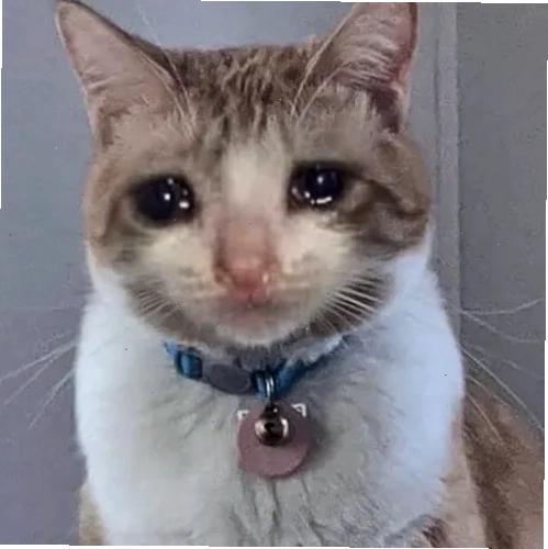 meme vô tội meme vô tội