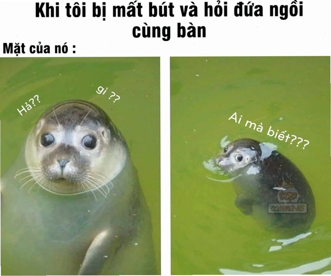meme vô tội meme vô tội