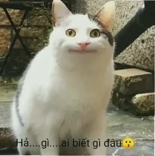 meme vô tội meme vô tội