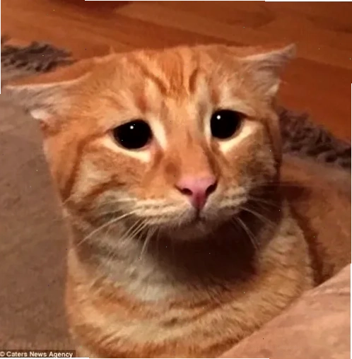 meme vô tội meme vô tội