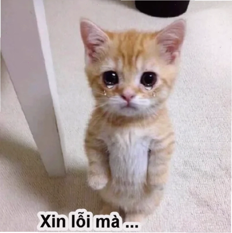 Meme xin lỗi được chưa làm người nhận bật cười