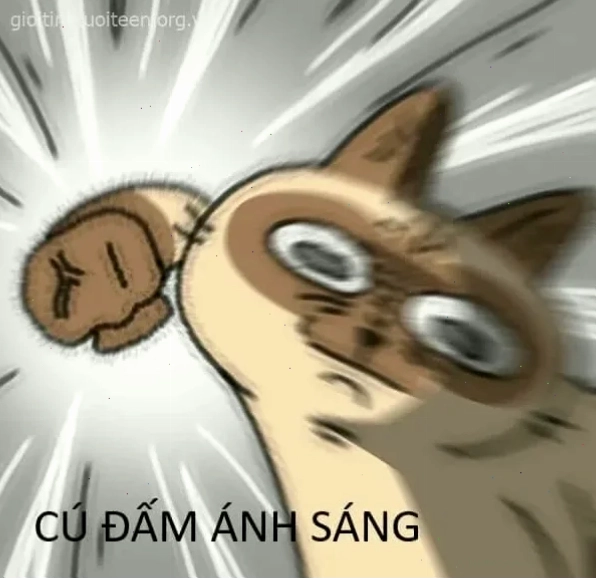 mèo đánh nhau mèo ăn hiếp chó