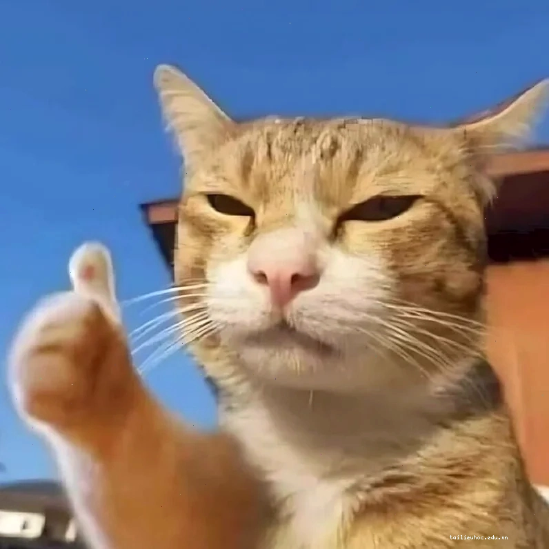 Mèo anime nghệ thuật