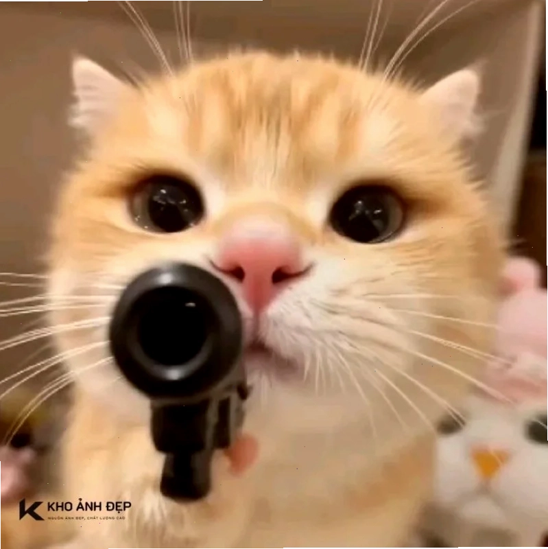 Mèo bựa làm hình nền máy tính 4k meme mèo