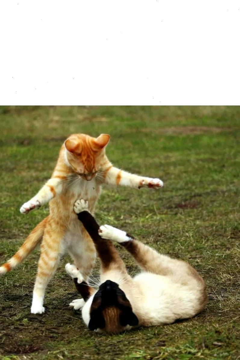 mèo đánh nhau mèo cầm búa phang nhau