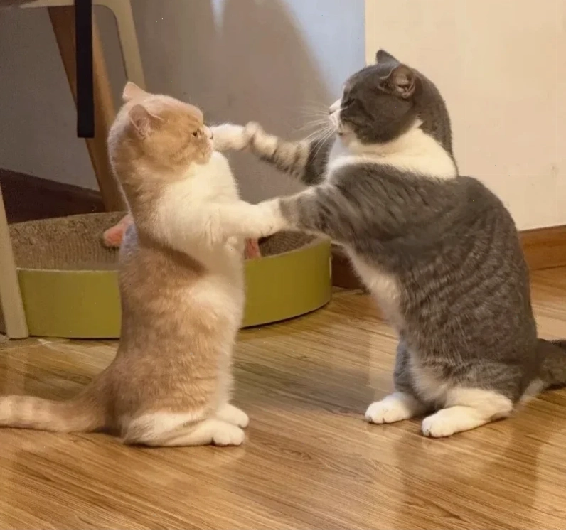 mèo đánh nhau mèo cầm dao kề cổ chó
