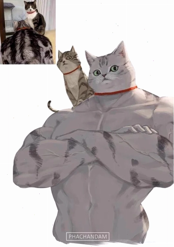 mèo cơ bắp meme mèo cơ bắp meme chiến đấu