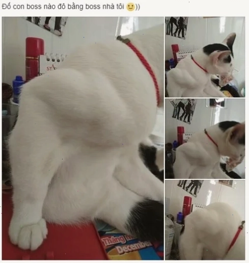 mèo cơ bắp meme mèo cơ bắp meme đi lại