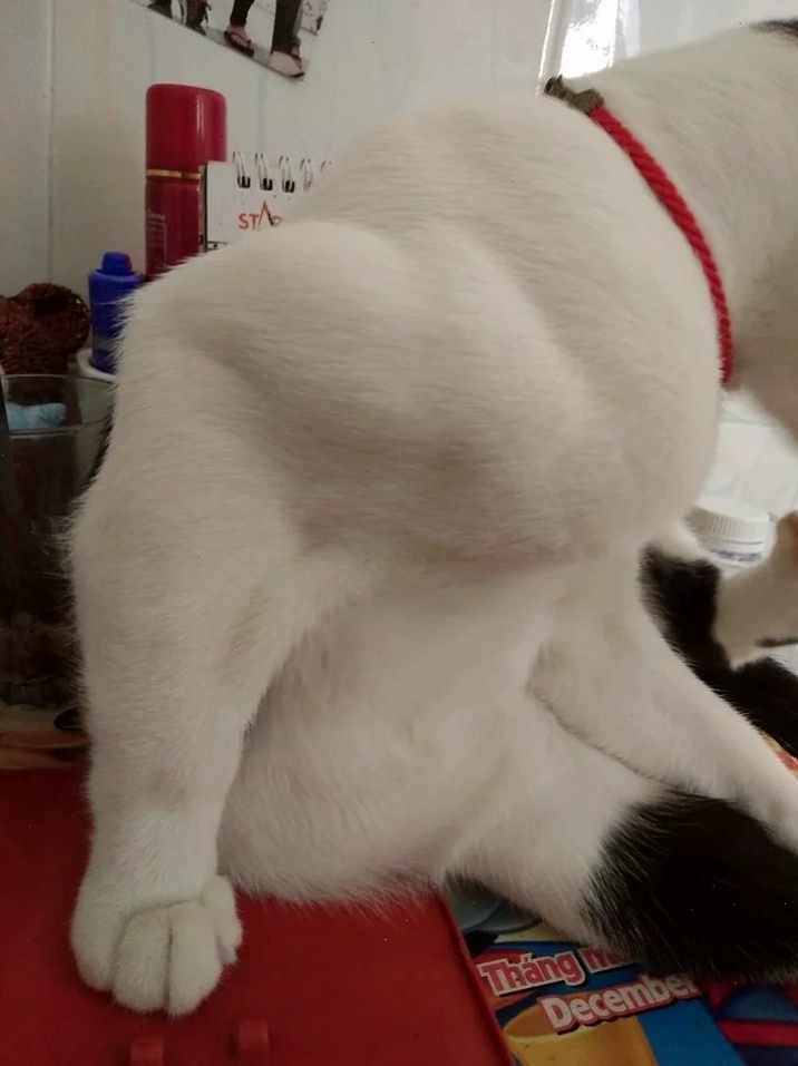mèo cơ bắp meme mèo cơ bắp meme đứng thẳng