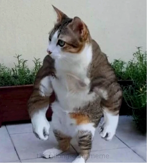 mèo cơ bắp meme mèo cơ bắp meme mặt nghiêm túc