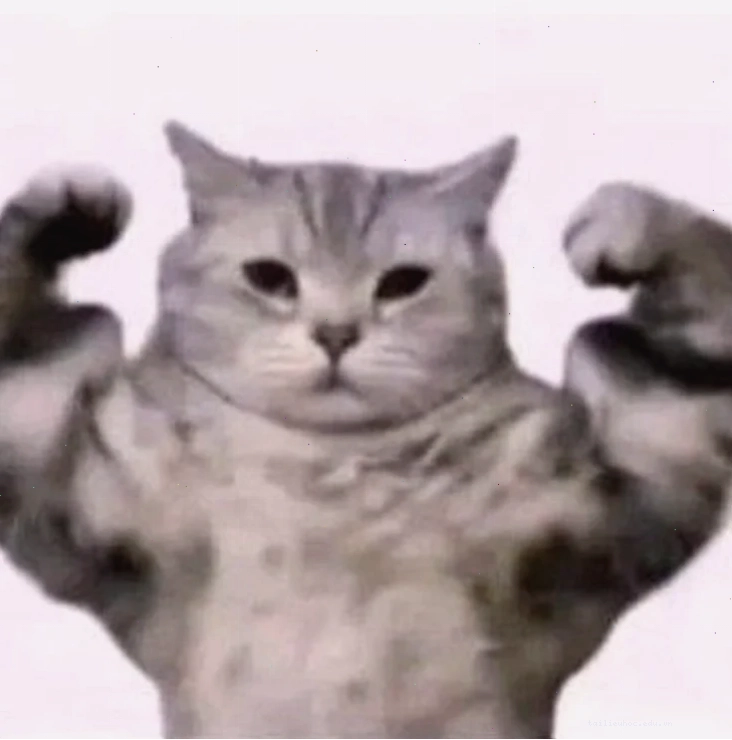 mèo cơ bắp meme mèo cơ bắp meme tập gym