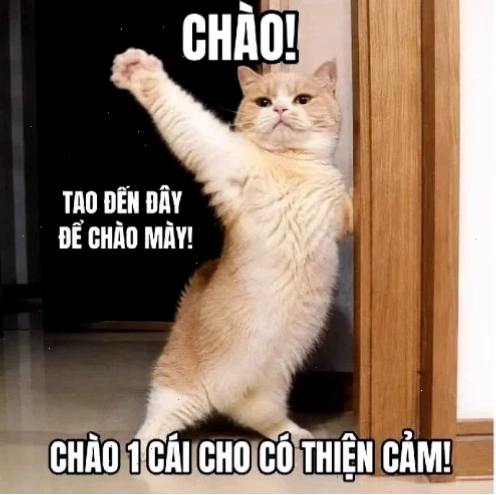 mèo cơ bắp meme mèo cơ bắp meme trên phố