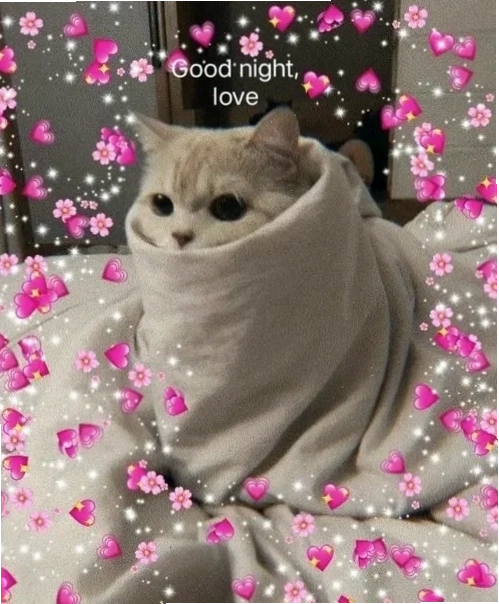 Mèo con ngủ Mèo con đang ngủ trong ảnh meme mèo đi ngủ
