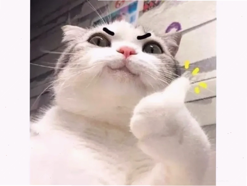 Mèo con dễ thương nhất