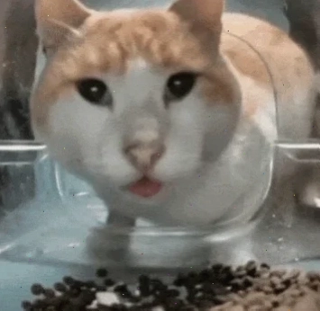 Mèo con Mèo con sốc meme ôm đầu