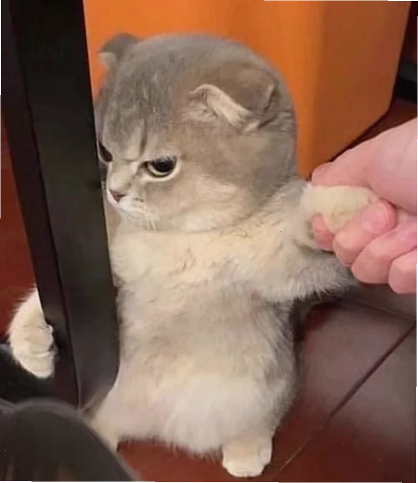 Mèo cool ngầu trên phố