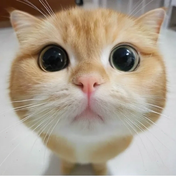 Mèo đang chơi đùa với cuộn len