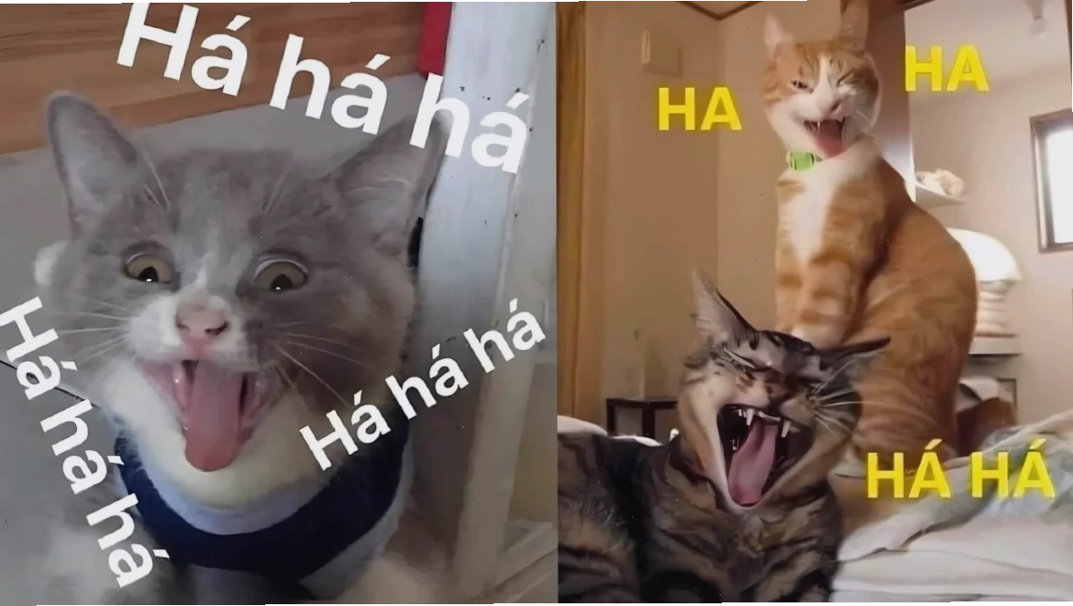 Mèo đang ngủ cực kỳ hài hước