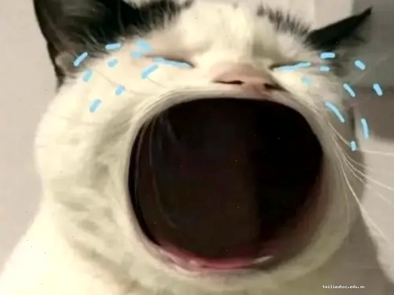 Mèo đang uống sữa đáng yêu