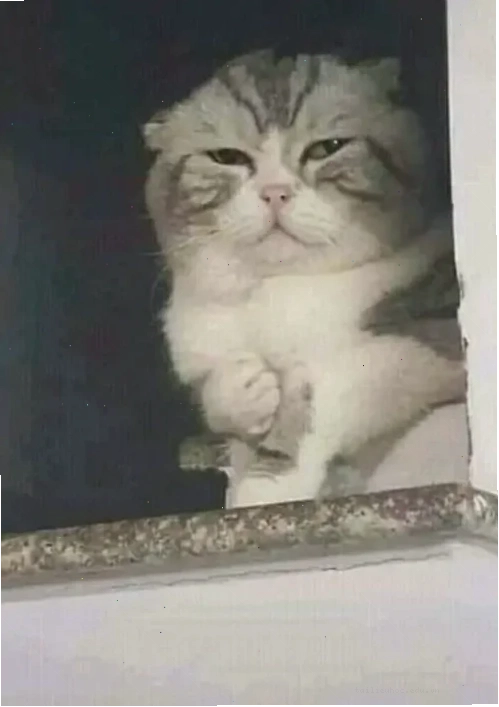 Mèo meme trending Mèo đau tim meme cực chất