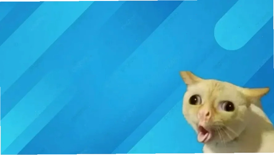 Mèo đeo kính cool ngầu