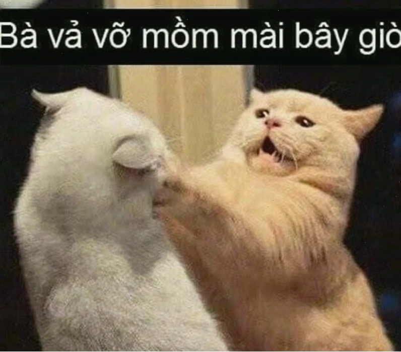 mèo đánh nhau mèo diễn viên
