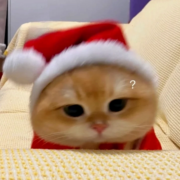 mèo giáng sinh meme hộp quà mèo giáng sinh meme trong hộp quà