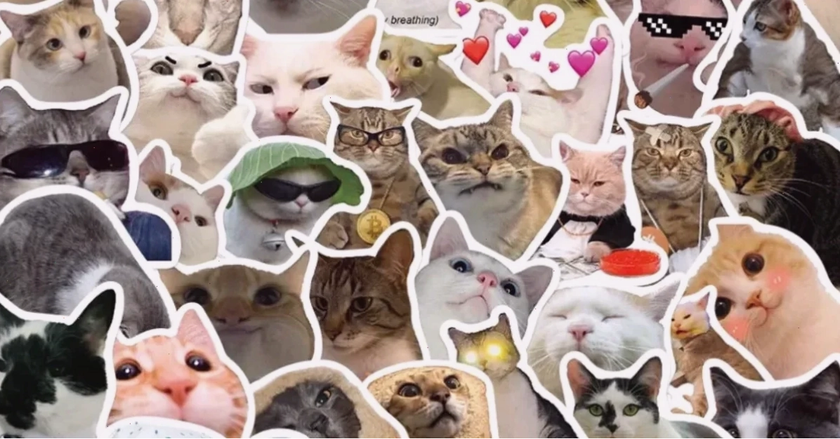 Mèo hài hước cho hình nền máy tính meme chó