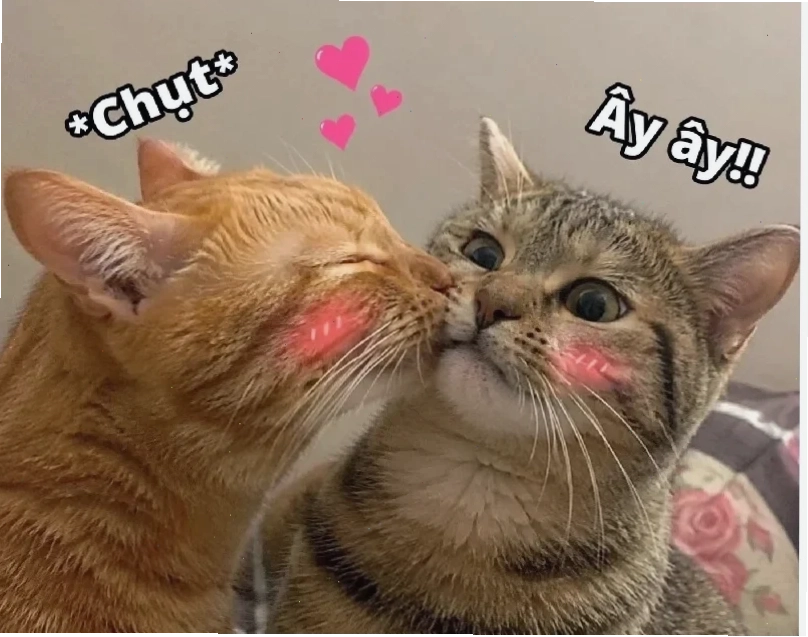 Mèo hôn meme ấn tượng mèo hôn meme ấn tượng