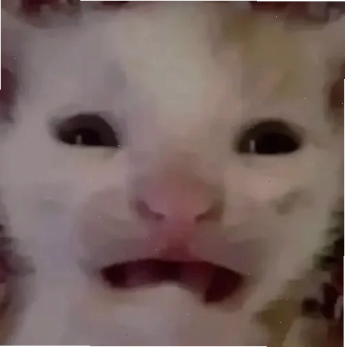 Mèo hôn meme đáng yêu mèo hôn meme đáng yêu