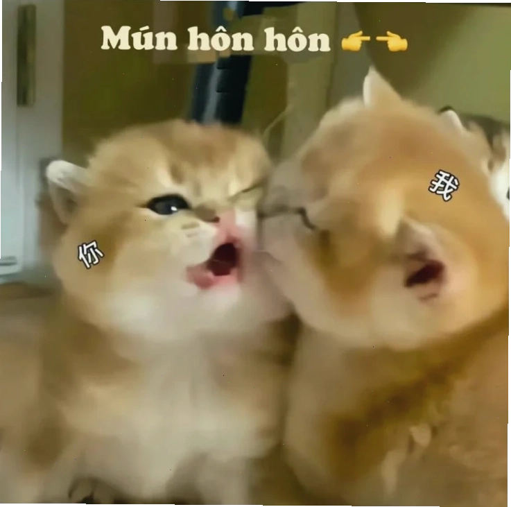 Mèo hôn meme ngọt ngào mèo hôn meme đáng yêu