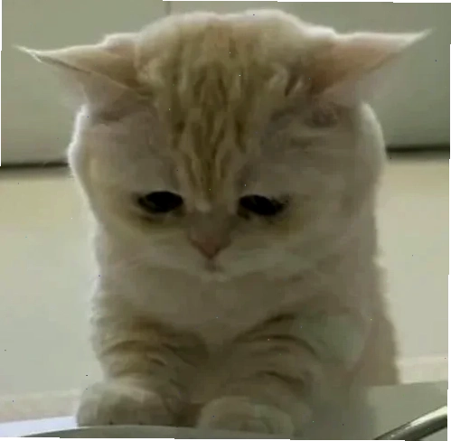 Mèo hôn meme đáng yêu mèo hôn meme đáng yêu