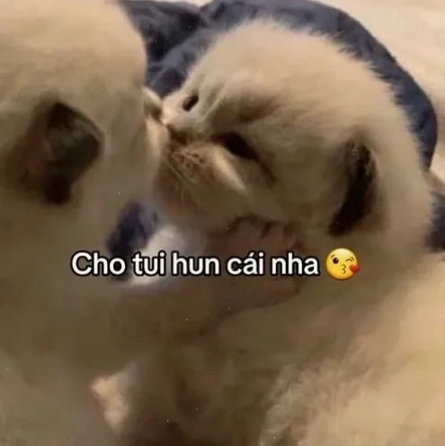 Mèo hôn meme đáng yêu mèo hôn meme đáng yêu