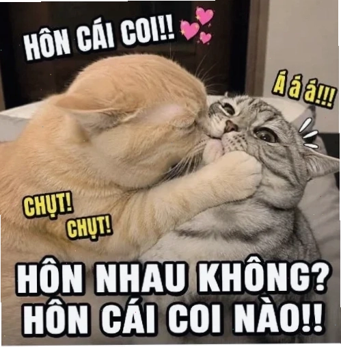 Mèo hôn meme dễ thương mèo hôn meme dễ thương