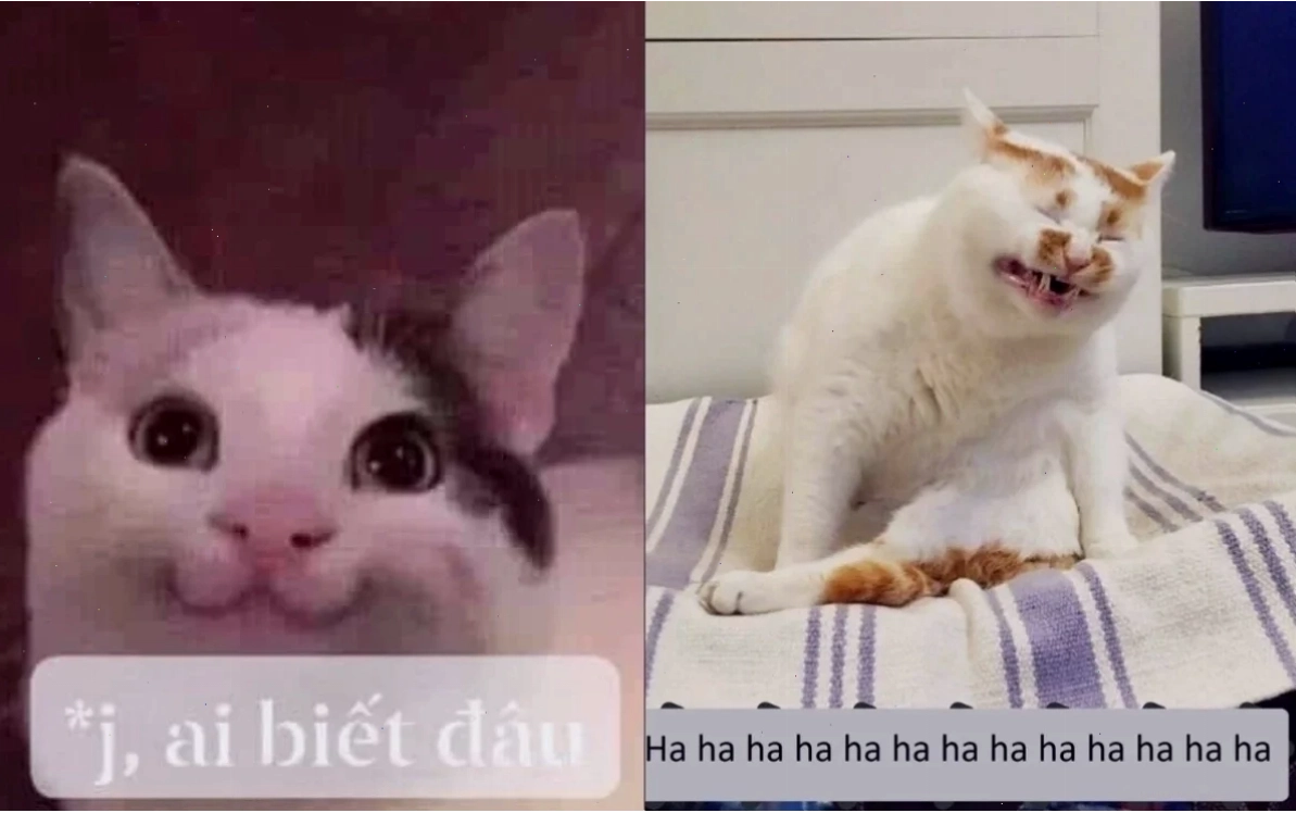 Mèo hôn meme dễ thương mèo hôn meme dễ thương