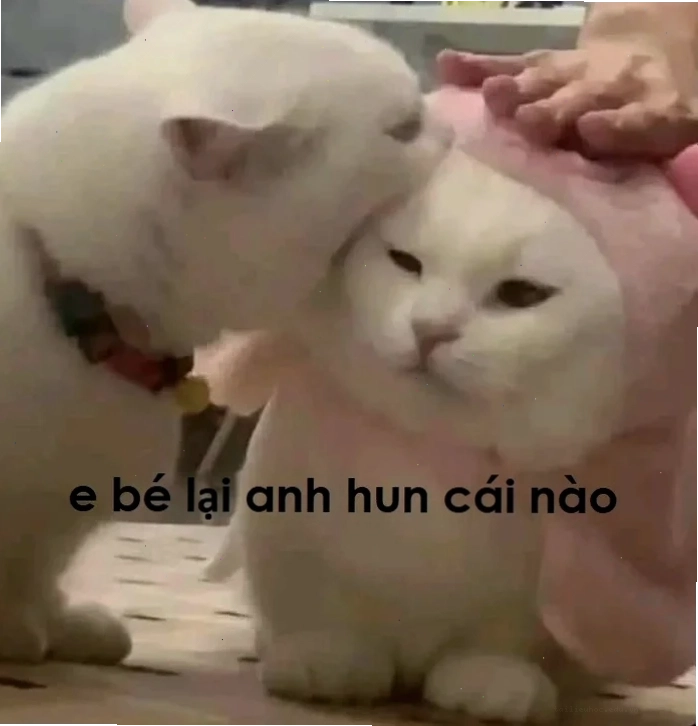Mèo hôn meme độc đáo mèo hôn meme độc đáo