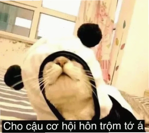 Mèo hôn meme hài hước mèo hôn meme hài hước