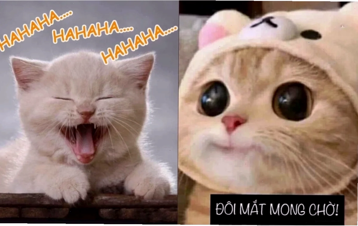 Mèo hôn meme hài hước mèo hôn meme hài hước