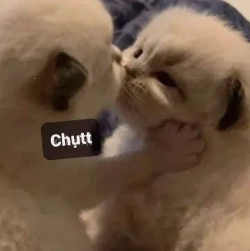Mèo hôn meme kiểu hài hước mèo hôn meme kiểu hài hước