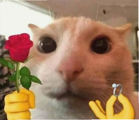 Mèo hôn meme ngộ nghĩnh mèo hôn meme ngộ nghĩnh