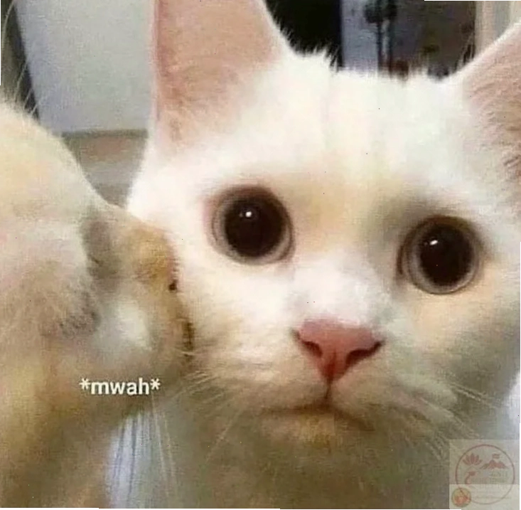 Mèo hôn meme ngộ nghĩnh mèo hôn meme ngộ nghĩnh