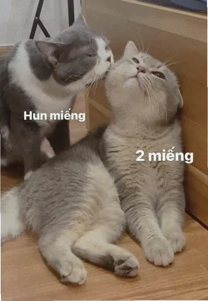 Mèo hôn meme tình cảm mèo hôn meme tình cảm