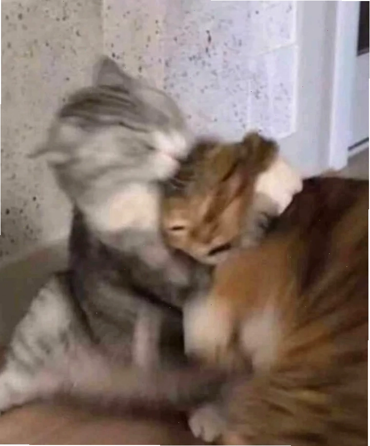 Mèo hôn meme tinh nghịch mèo hôn meme tinh nghịch